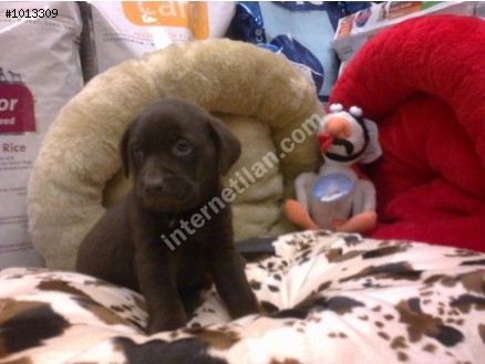 ÇOK SEVİMLİ CHOCOLATE LABRADOR YAVRULARI