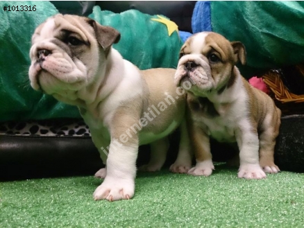 ÇOK SEVİMLİ ENGLİSH BULLDOG YAVRULARI