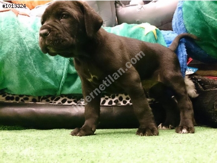 IRK GARANTİLİ CANE CORSA YAVRULARI