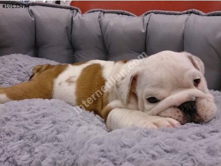 ÇOK SEVİMLİ ENGLİSH BULLDOG YAVRULARI