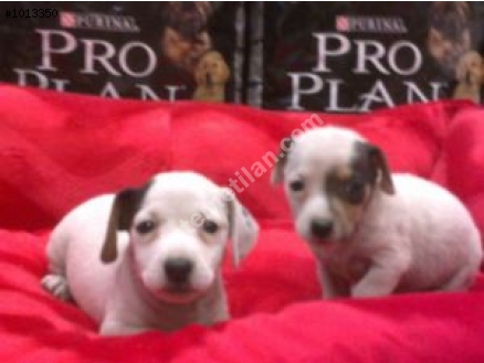 ÇOK SEVİMLİ JACK RUSSEL TERRİER YAVRULARI