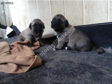 satılık kangal yavrusu